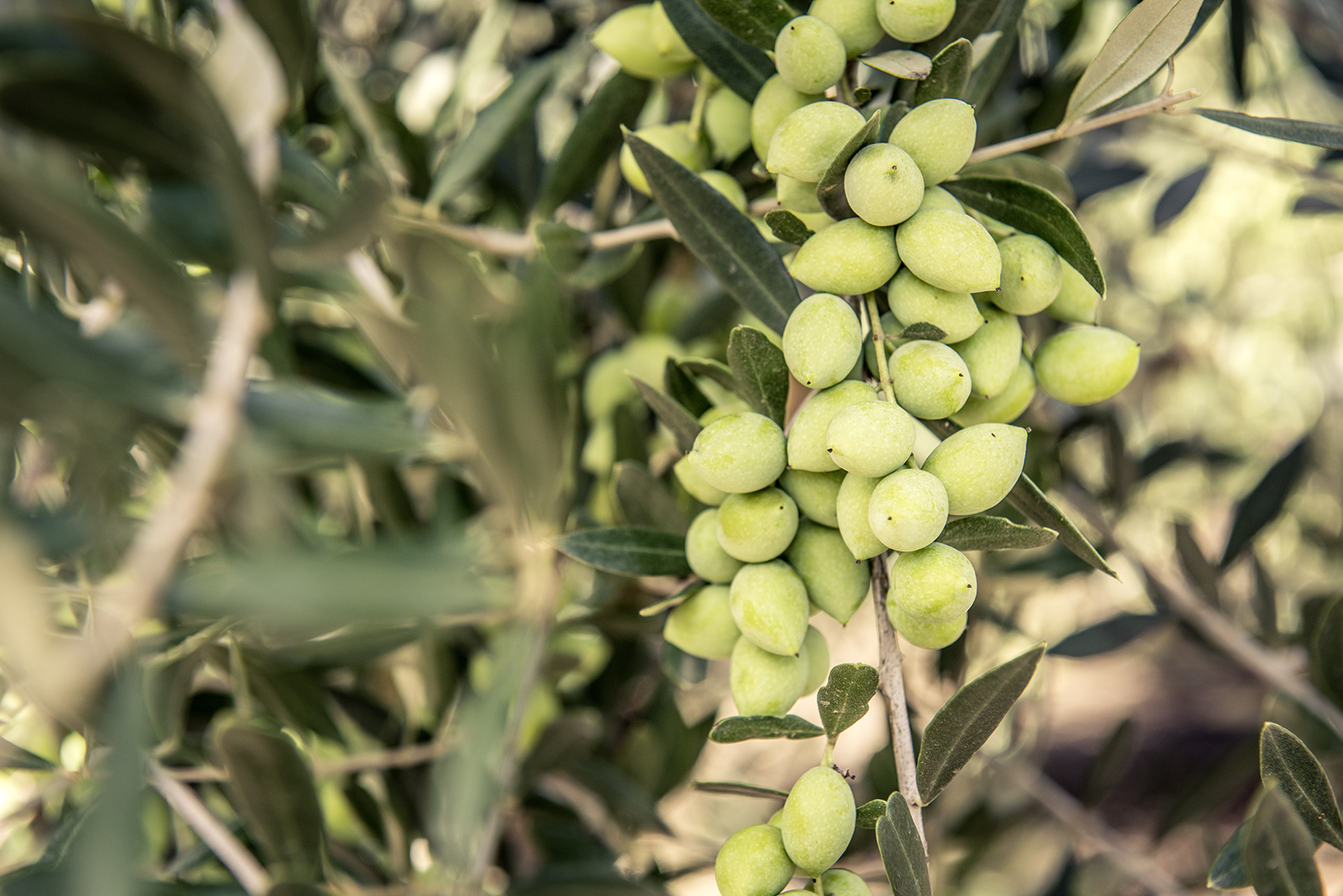 Oliven im Baum
