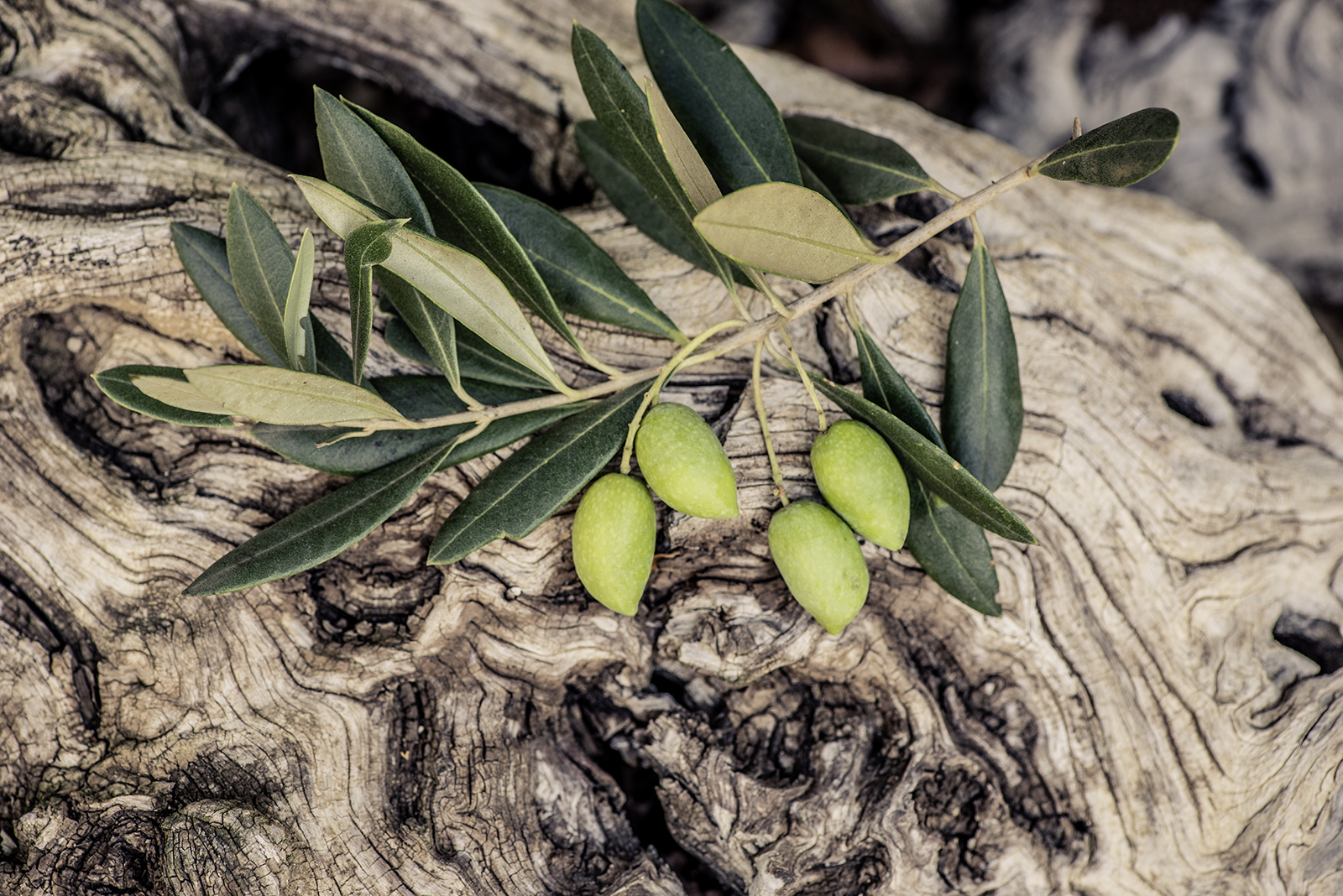 olivenzweig liegt auf olivenholz