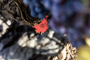 Eine Flasche Supernova Im Weinberg. Feigefotodesign