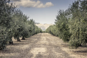 Olivenplantage auf Mallorca