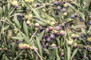 Oliven im Baum