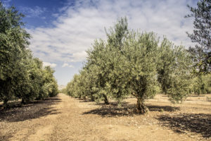 Olivenplantage auf Mallorca