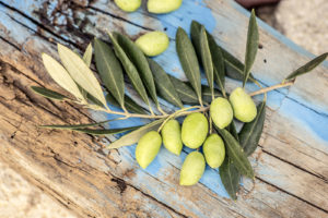 Olivenzweig liegt auf Treibholz