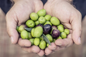 Eine Hand voll Oliven